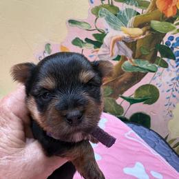 Starry Wells - Black and gold female Yorkshire Terrier puppy in Phoenix, Arizona from Coursey’s Yorkies