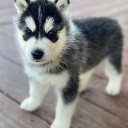 Siberian Huskies from Blood Eagle Kennels