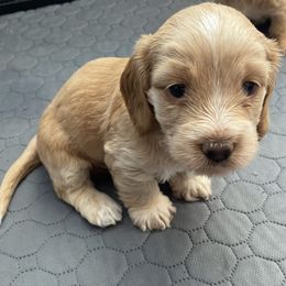 Biscuit - Cream male Dachshund puppy in Trenton, Florida from Tweenie Weenie Dachshunds