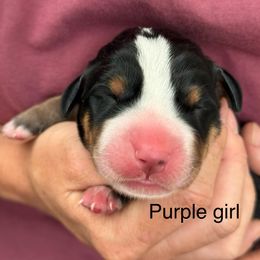 Purple girl - Black, white and red female Greater Swiss Mountain Dog puppy in Woodland, Washington from Woodland Swissie’s