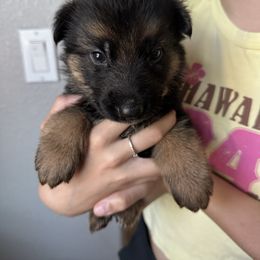 AKC Green - Black and red male German Shepherd puppy in Chico, California from Bidwell Knight Shepherds
