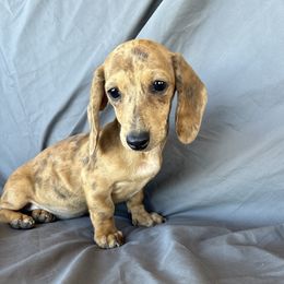 Pepper 2800 veterans sale this weekend only - Brindle female Dachshund puppy in Tonopah, Arizona from Brandie's Dachshunds