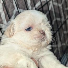 Nelly - White female Shih Tzu puppy in Azusa, California from RJ Shih Tzu lover