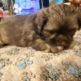 Shih Tzu Puppies from Wood Foo Breeders