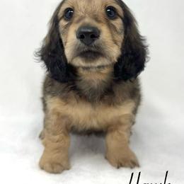 Hawk - Cream male Dachshund puppy in Pulaski, Tennessee from Billboard Doxies