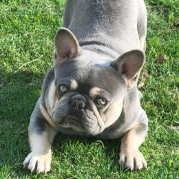 Trigger - French Bulldog