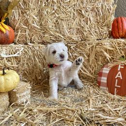 Miniature Schnauzer Puppies from Schnauzers on Robinson Lane