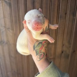 Girl 1 - White female Siberian Husky puppy in Solon Springs, Wisconsin from Snowfall Siberians