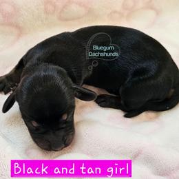 Black and tan pie female 3000 - Black and tan female Dachshund puppy in Herald, California from Bluegum Dachshunds