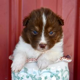 Hive - Red tri-color male Australian Shepherd puppy in Kirksville, Missouri from BellSharps Australian Shepherds