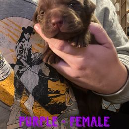 Girl 6 - Chocolate Labrador Retriever puppy in Chesapeake, Virginia from Dixie Creek Labradors