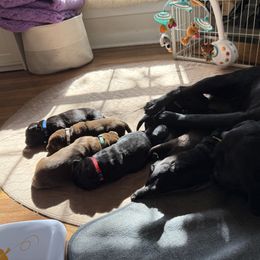 Labrador Retriever Puppies from Hillstone Labradors