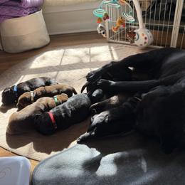 Labrador Retriever Puppies from Hillstone Labradors