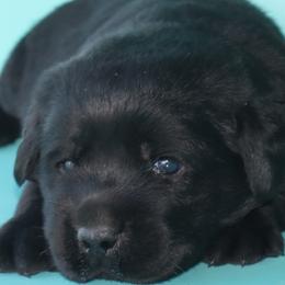 Hobbes - Black male Labrador Retriever puppy in Camden, Indiana from Prebleridge Acres