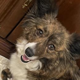Aussiedoodles, French Bulldogs, Golden Retrievers, and Pembroke Welsh Corgis from Dannielle Coats