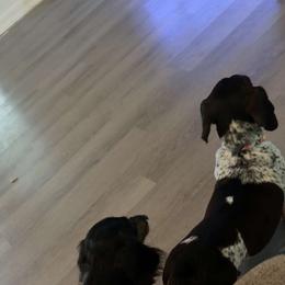 Dachshund All Grown Up from Whiskey Creek Dachshunds