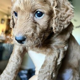 Goldendoodles from Elsha's Goldendoodles