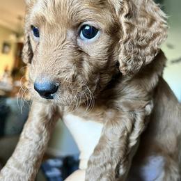 Goldendoodles from Elsha's Goldendoodles