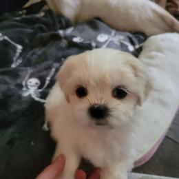 Girl 1 - White female Mal-Shi puppy in Mundelein, Illinois from FurEver Friends Designer Breeds