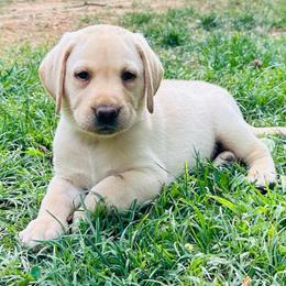 Jasper - Yellow male Labrador Retriever puppy in Rock Hill, South Carolina from North Star Retrievers