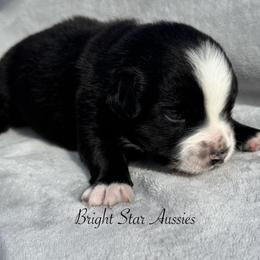Arrow - Black & white male Australian Shepherd puppy in Newton, Mississippi from Bright Star Aussies
