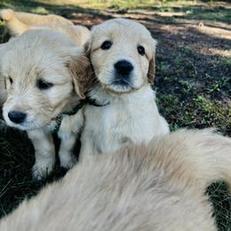 Poptart - Golden male Golden Retriever puppy in Peyton, Colorado from Jana Belanger