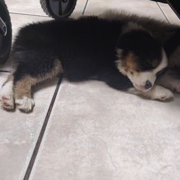 Australian Shepherd Puppies from NK Ranch Australian Shepherds