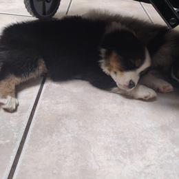 Australian Shepherd Puppies from NK Ranch Australian Shepherds