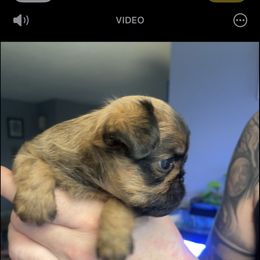 Brussels Griffon Puppies from Shelly's Brussels Griffons