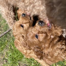 Goldendoodle Puppies from Coal Country Doodles
