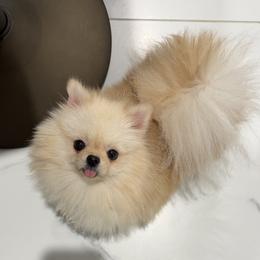 YUMI KOREAN TEDDY BEAR FACE SMALL - Cream female Pomeranian puppy in Orlando, Florida from Denise’s Puppies