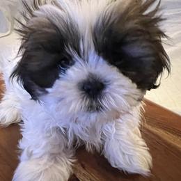Jackie - Red and white female Shih Tzu puppy in Englewood, New Jersey from Sincerely Paws