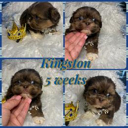 Kingston - Liver and white male Shih Tzu puppy in Coolidge, Arizona from Shih Tzu’s  ‘N’ Love