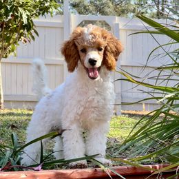 Poodle Puppies from Poodles of Tampa Bay