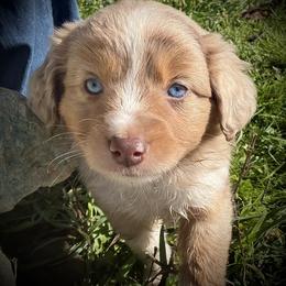 Darla - Red merle female Miniature Australian Shepherd puppy in North Lakeport, California from Wild Rose Ranch