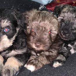 Miniature Schnauzers from Schnauzers Castle