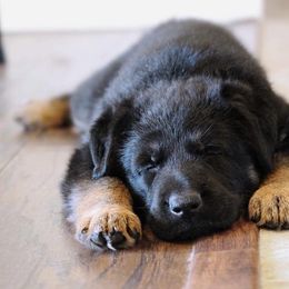 German Shepherd Puppies from Neuanfang German Shepherd Dogs