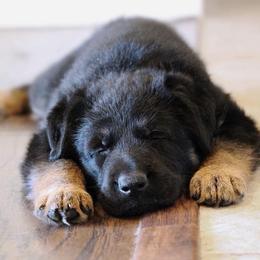German Shepherd Puppies from Neuanfang German Shepherd Dogs