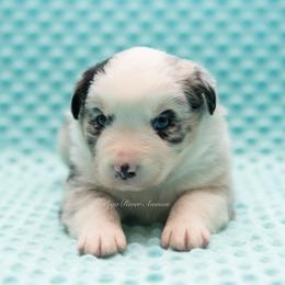 Fleur - Blue merle female Miniature Australian Shepherd puppy in Lacombe, Louisiana from Indigo River Aussies