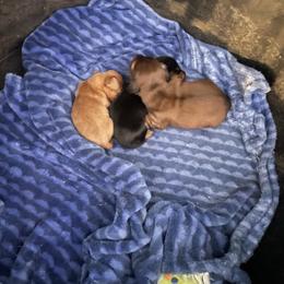 Bear - Sable male Dachshund puppy in Webbers Falls, Oklahoma from Dirty Creek Dachshunds and Corgis