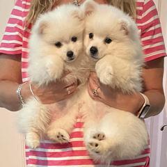 American Eskimo Dog Puppies from Soleil American Eskimos