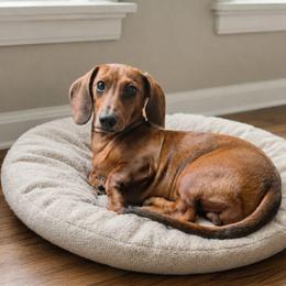 Tucker AKC - Dapple male Dachshund puppy in Coweta, Oklahoma from Sunnyside Dachshunds