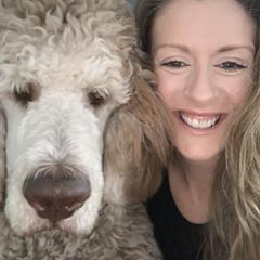 Leo - Saint Berdoodle