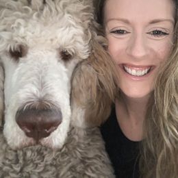 Leo - Saint Berdoodle