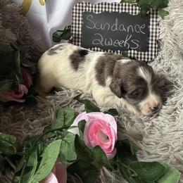 Sundance - Merle female Saint Berdoodle puppy in Traverse City, Michigan from Bare Paws Saint Berdoodles