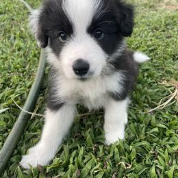 Girl 5 - Border Collie puppy in Hawaii from Blue Ginger Border Collies