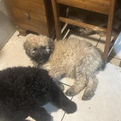 Poochie 2 - Fawn male Bouvier des Flandres puppy in Bethlehem, Connecticut from Bouviers Gate House