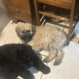 Poochie 2 - Fawn male Bouvier des Flandres puppy in Bethlehem, Connecticut from Bouviers Gate House