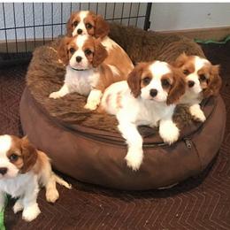 Girl 1 - Blenheim female Cavalier King Charles Spaniel puppy in Anderson, California from Norcal Cavaliers of Northern California