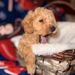 Elvira - Apricot female Poodle puppy in Wolf Creek, Oregon from Dejah Bleu Kennels